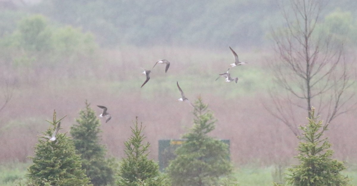gulbeinsnipe - ML618784731