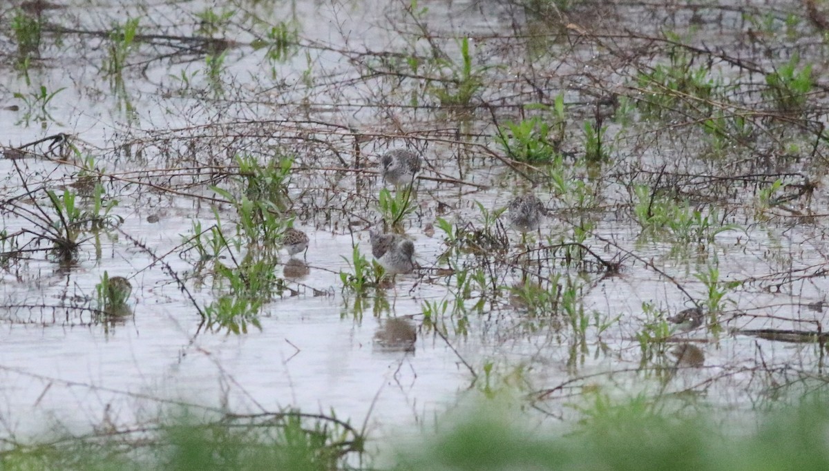 Lesser Yellowlegs - ML618784732