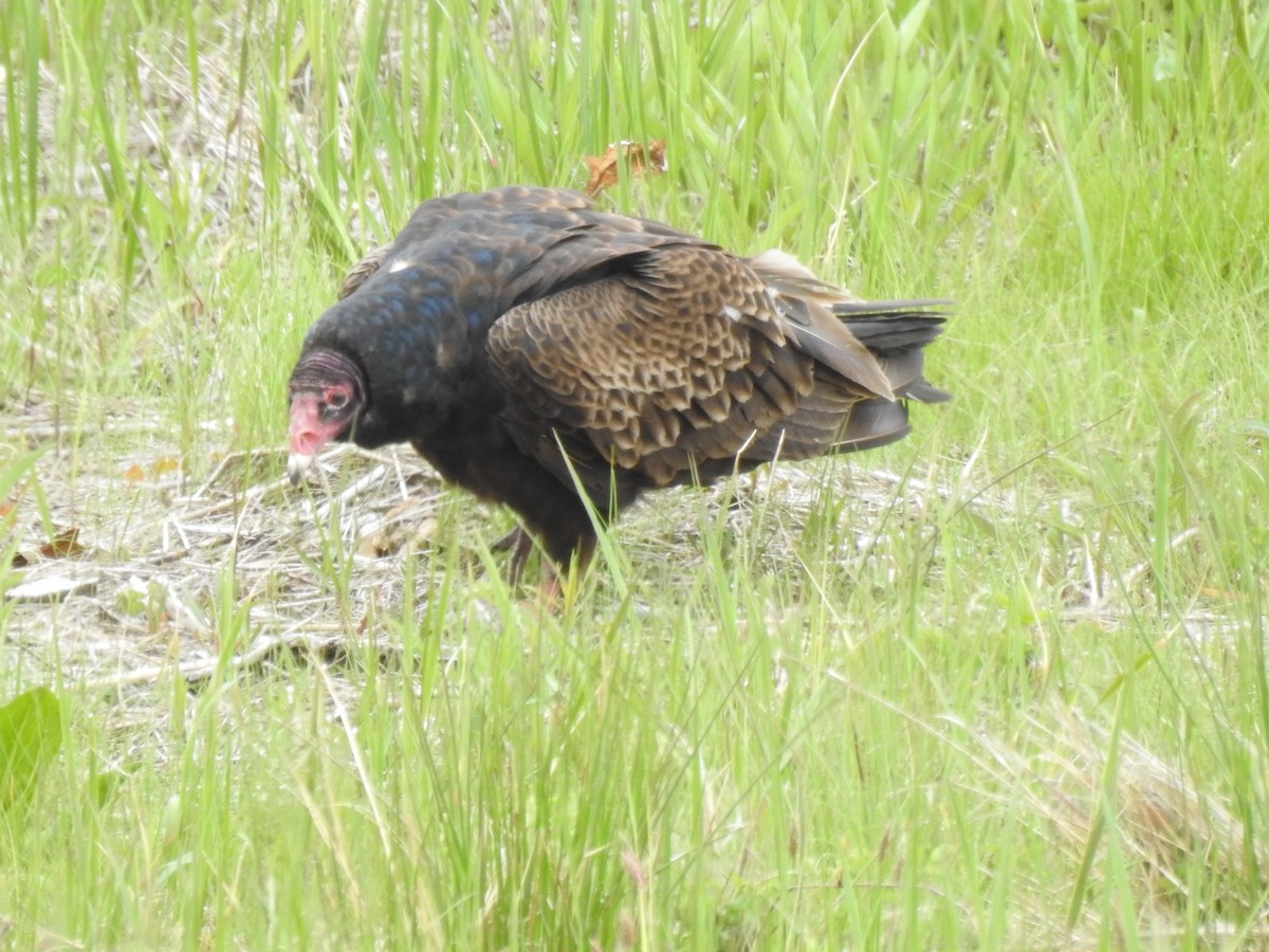 Turkey Vulture - ML618784736