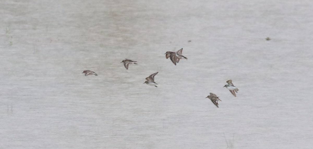 pygmésnipe - ML618784738
