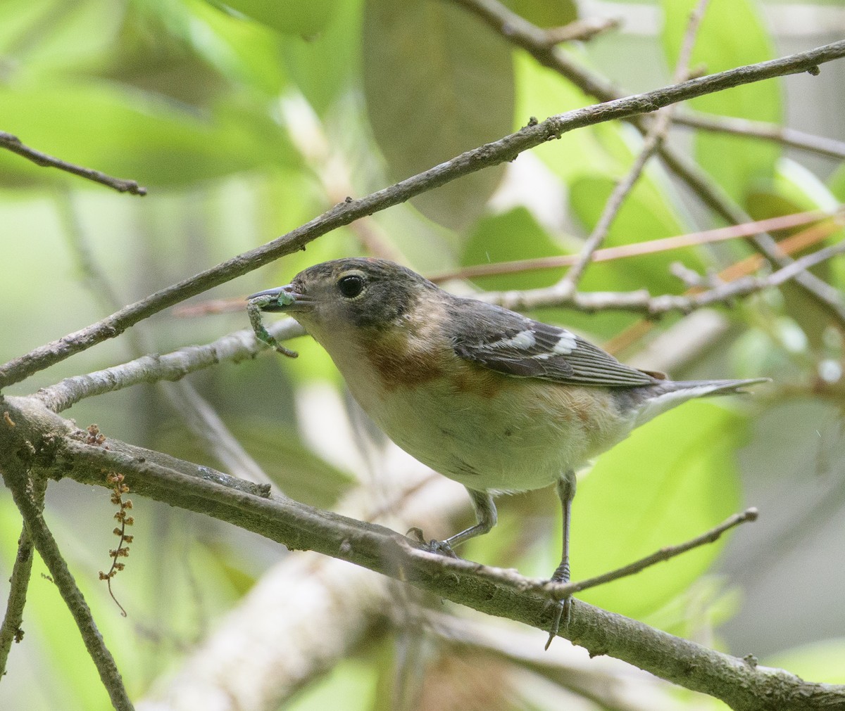 Bay-breasted Warbler - ML618784741