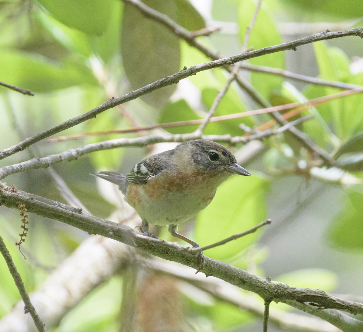 Bay-breasted Warbler - ML618784742