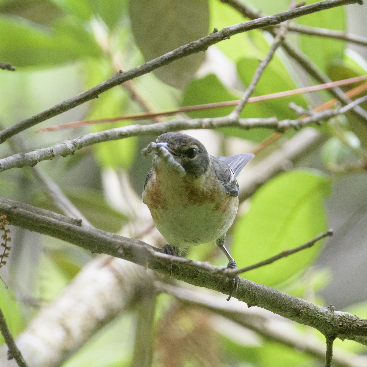 Bay-breasted Warbler - ML618784743