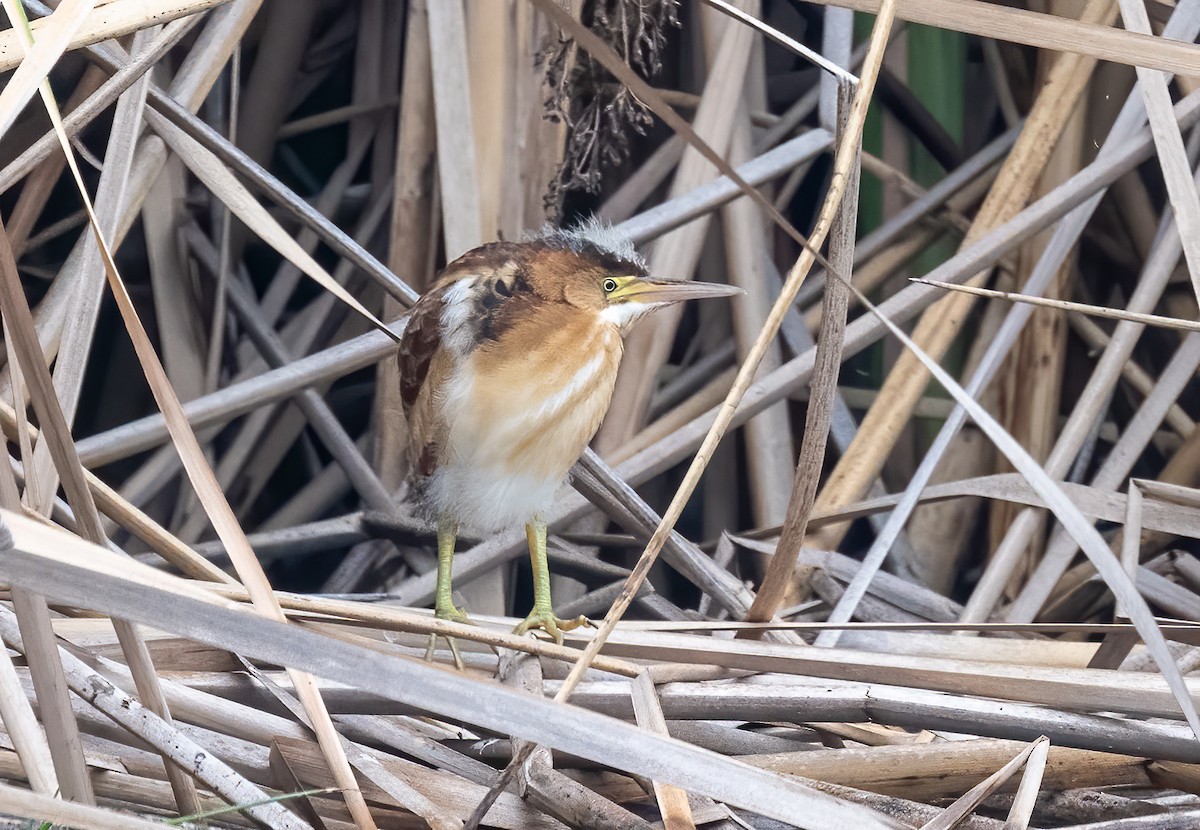 Least Bittern - Mel Senac