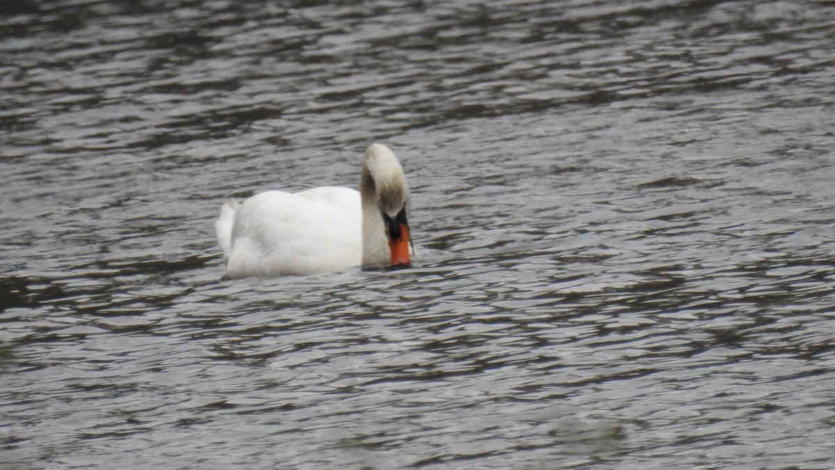 Mute Swan - Anca Vlasopolos