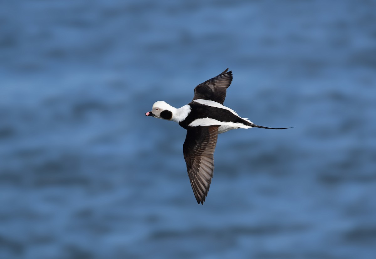 Long-tailed Duck - Chaiby Leiman
