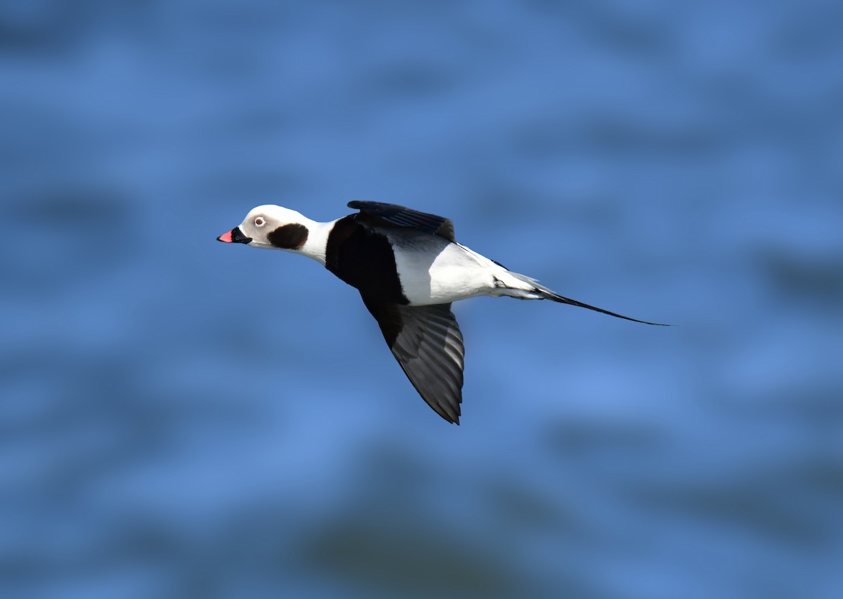 Long-tailed Duck - ML618784767