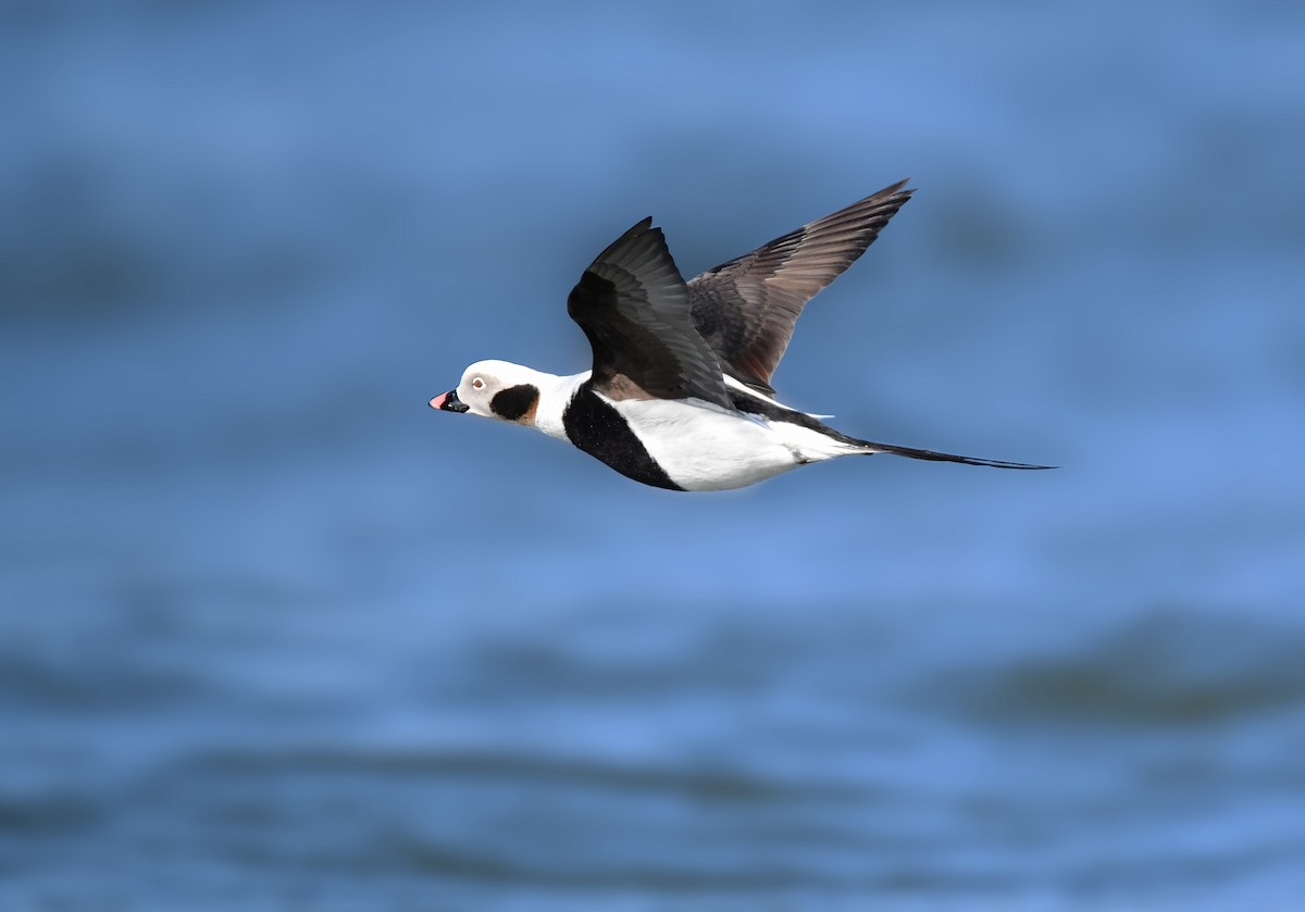 Long-tailed Duck - ML618784768