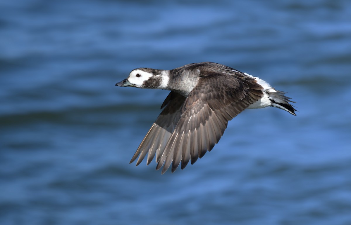 Long-tailed Duck - ML618784769