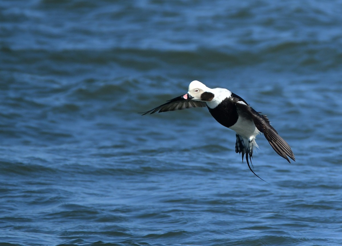 Long-tailed Duck - ML618784770