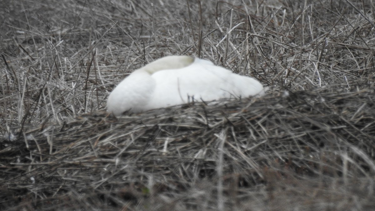 Mute Swan - Anca Vlasopolos