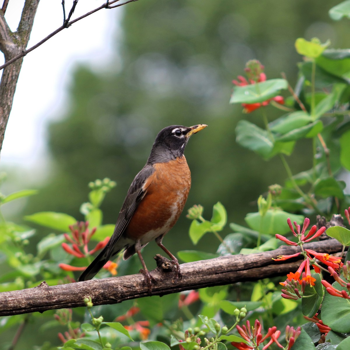 American Robin - ML618784773