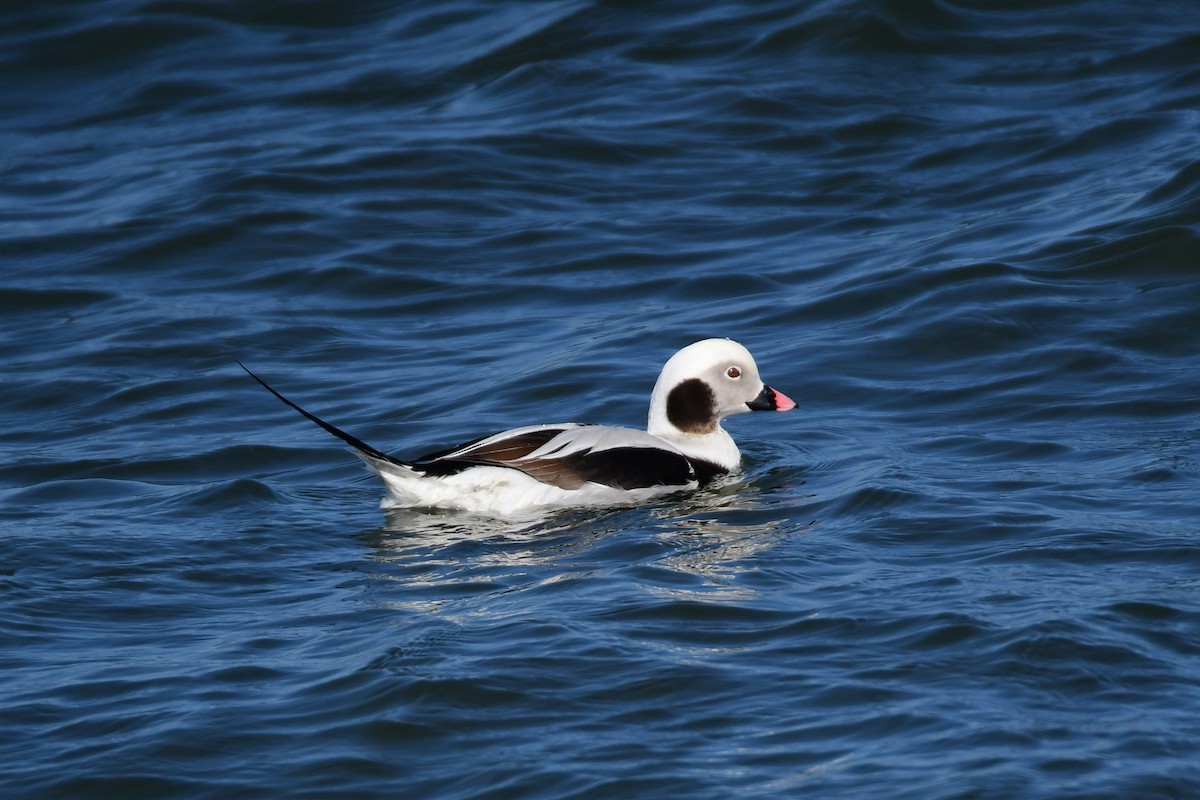 Long-tailed Duck - ML618784775
