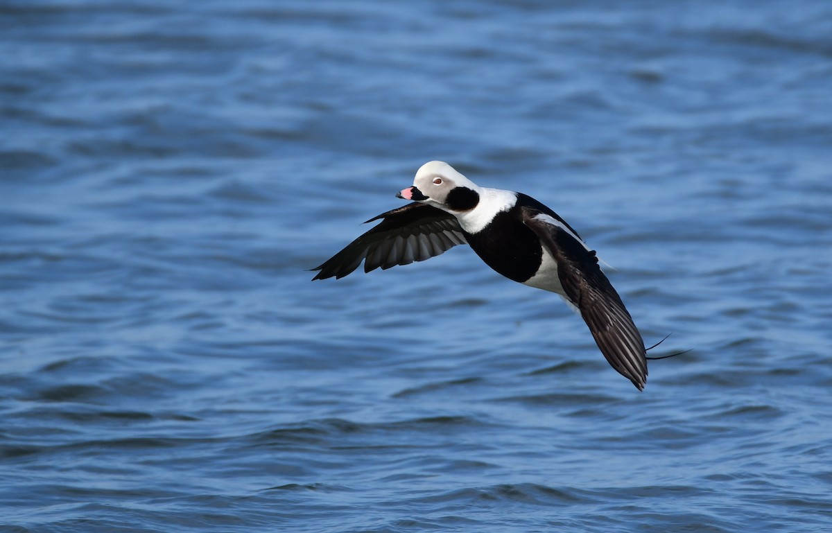 Long-tailed Duck - Chaiby Leiman