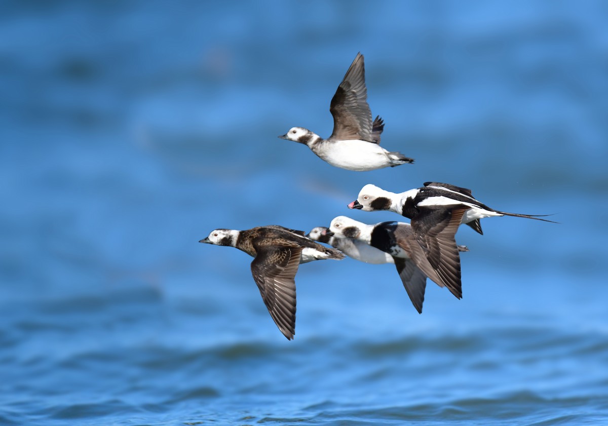Long-tailed Duck - ML618784779