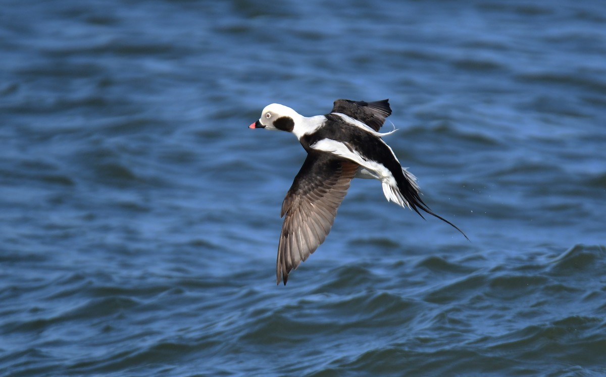 Long-tailed Duck - ML618784781