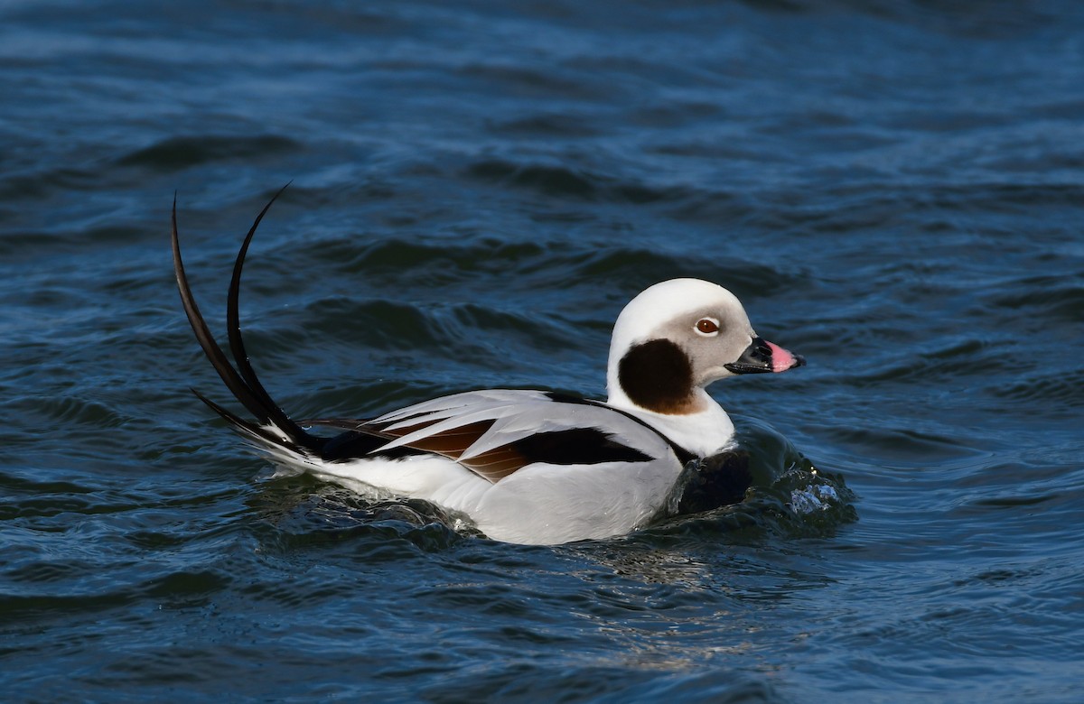 Long-tailed Duck - ML618784782