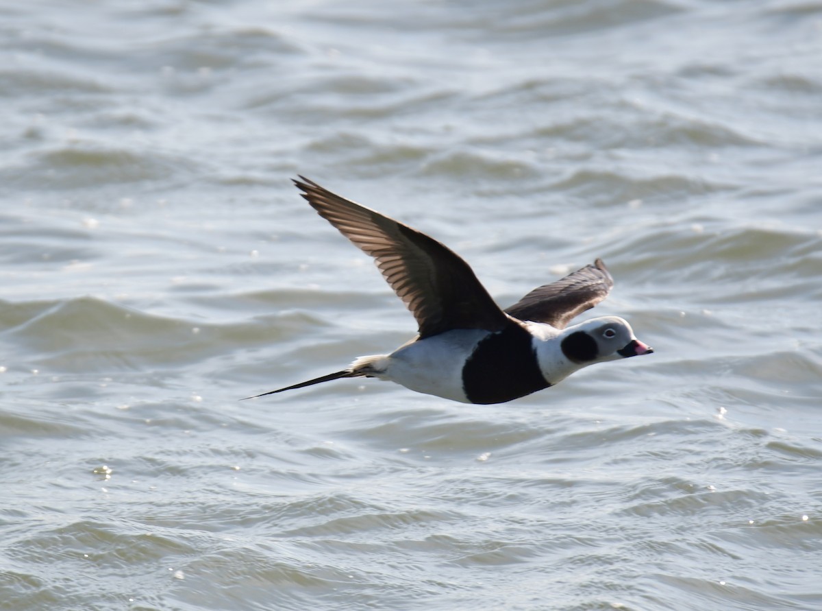 Long-tailed Duck - ML618784783