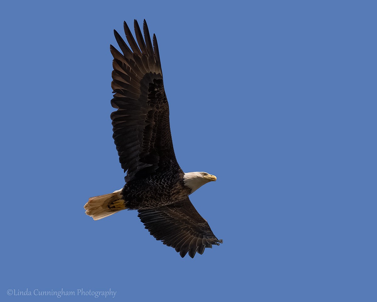 Bald Eagle - Linda Cunningham