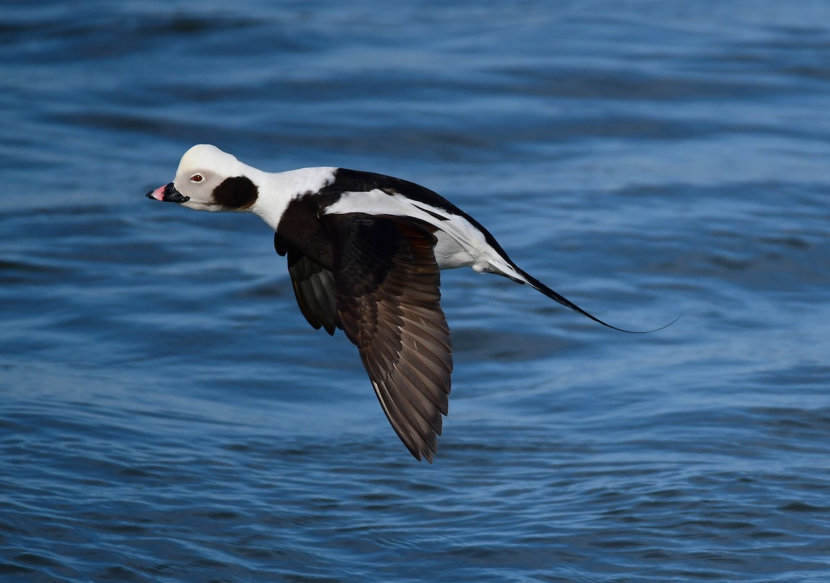 Long-tailed Duck - ML618784786