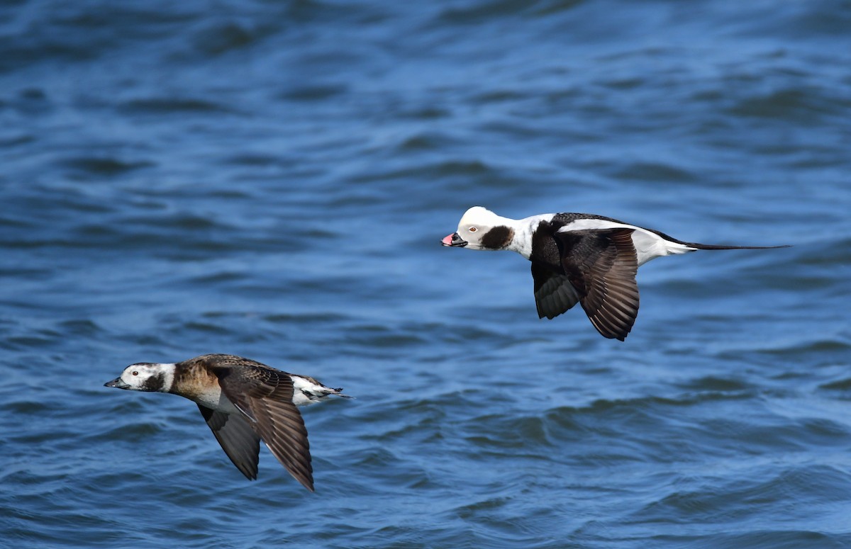 Long-tailed Duck - ML618784787