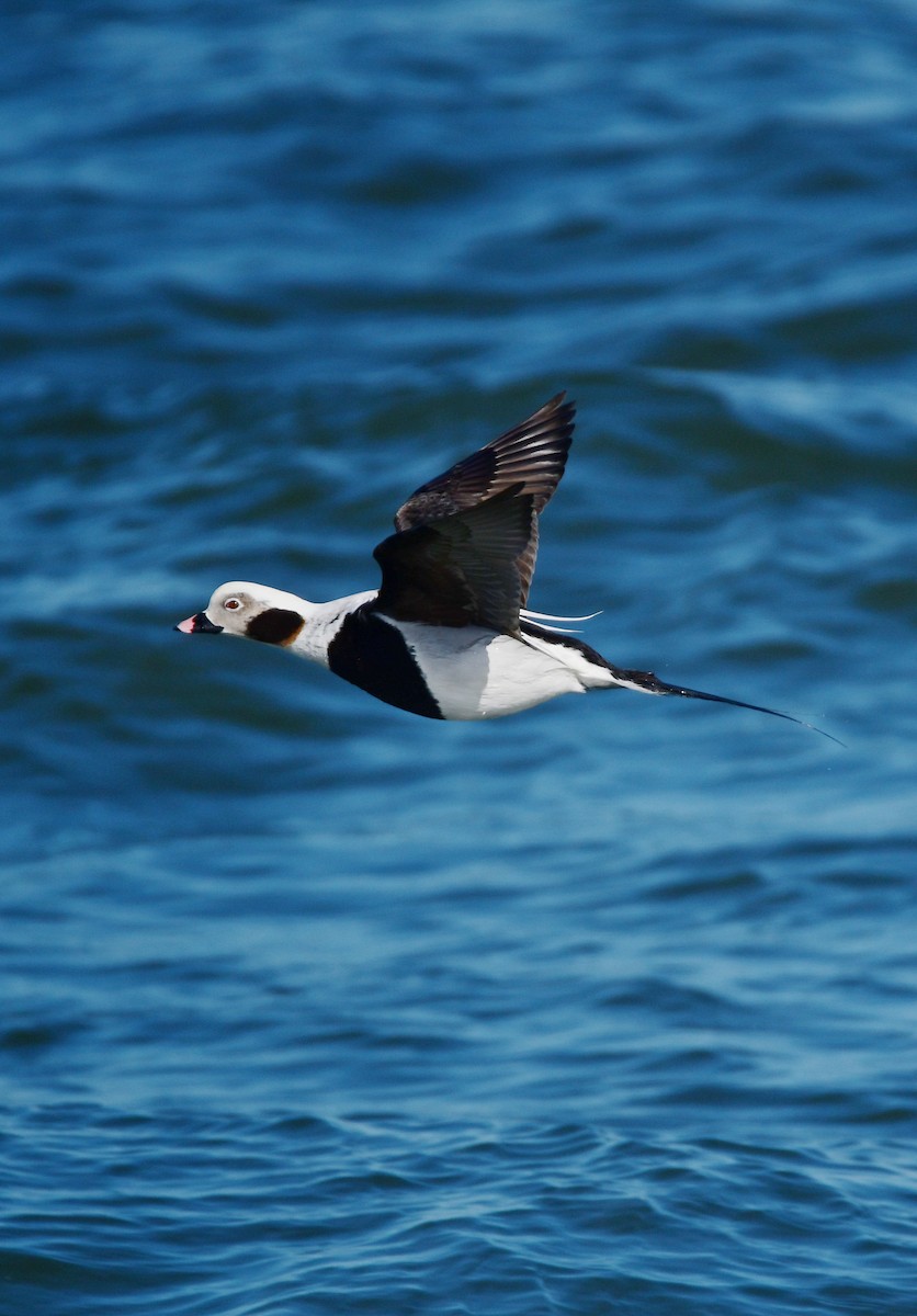 Long-tailed Duck - ML618784788