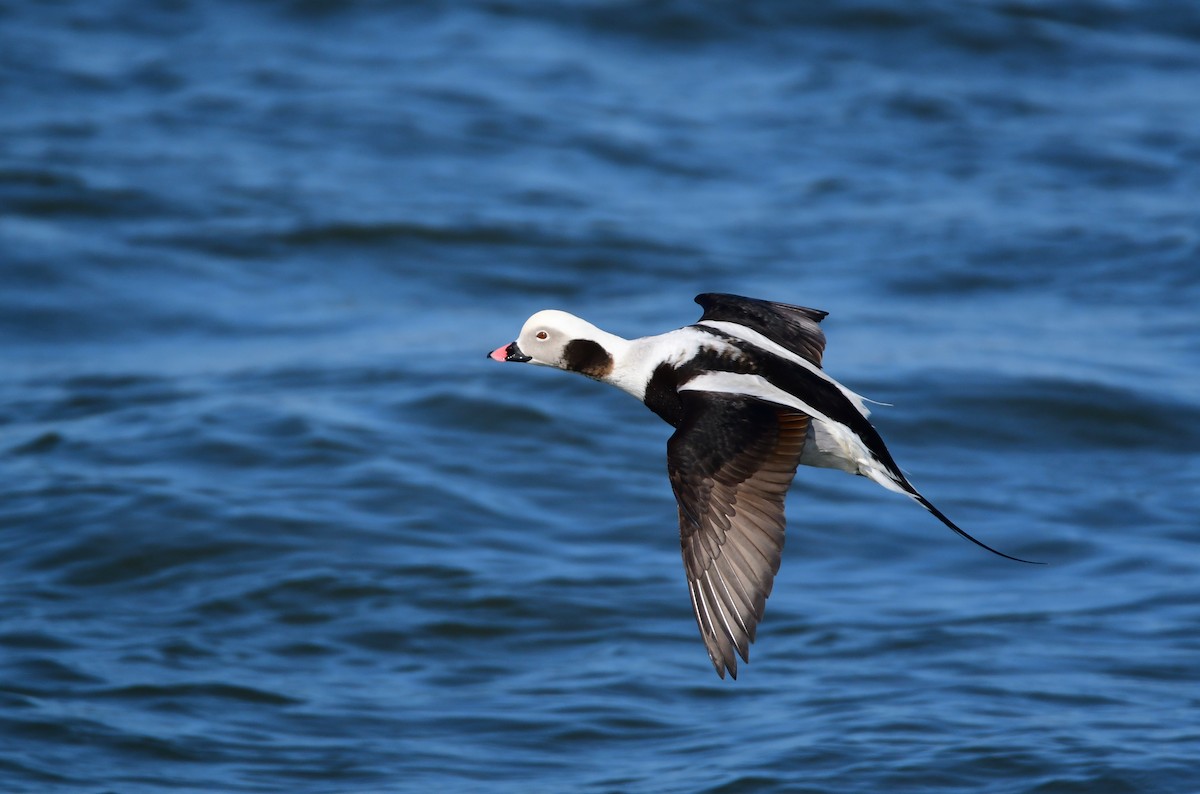Long-tailed Duck - ML618784789