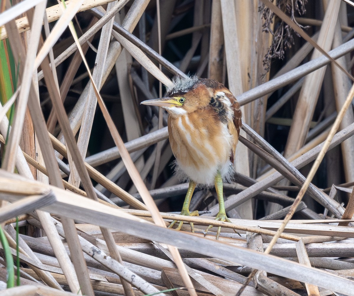 Least Bittern - Mel Senac