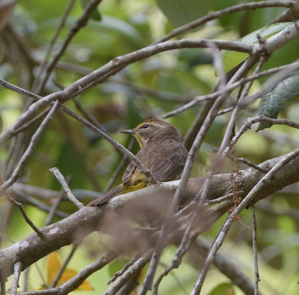 Palm Warbler - ML618784801