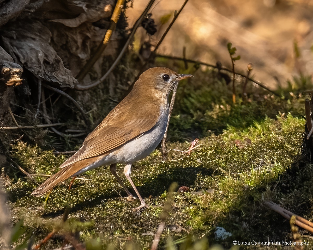 Veery - Linda Cunningham