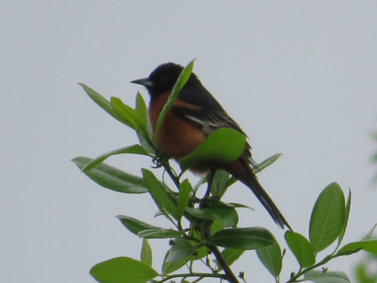 Orchard Oriole - Randy Fisher