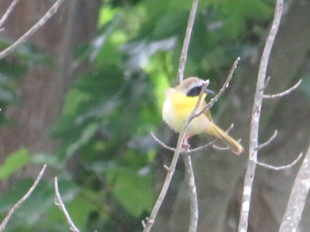 Common Yellowthroat - Randy Fisher