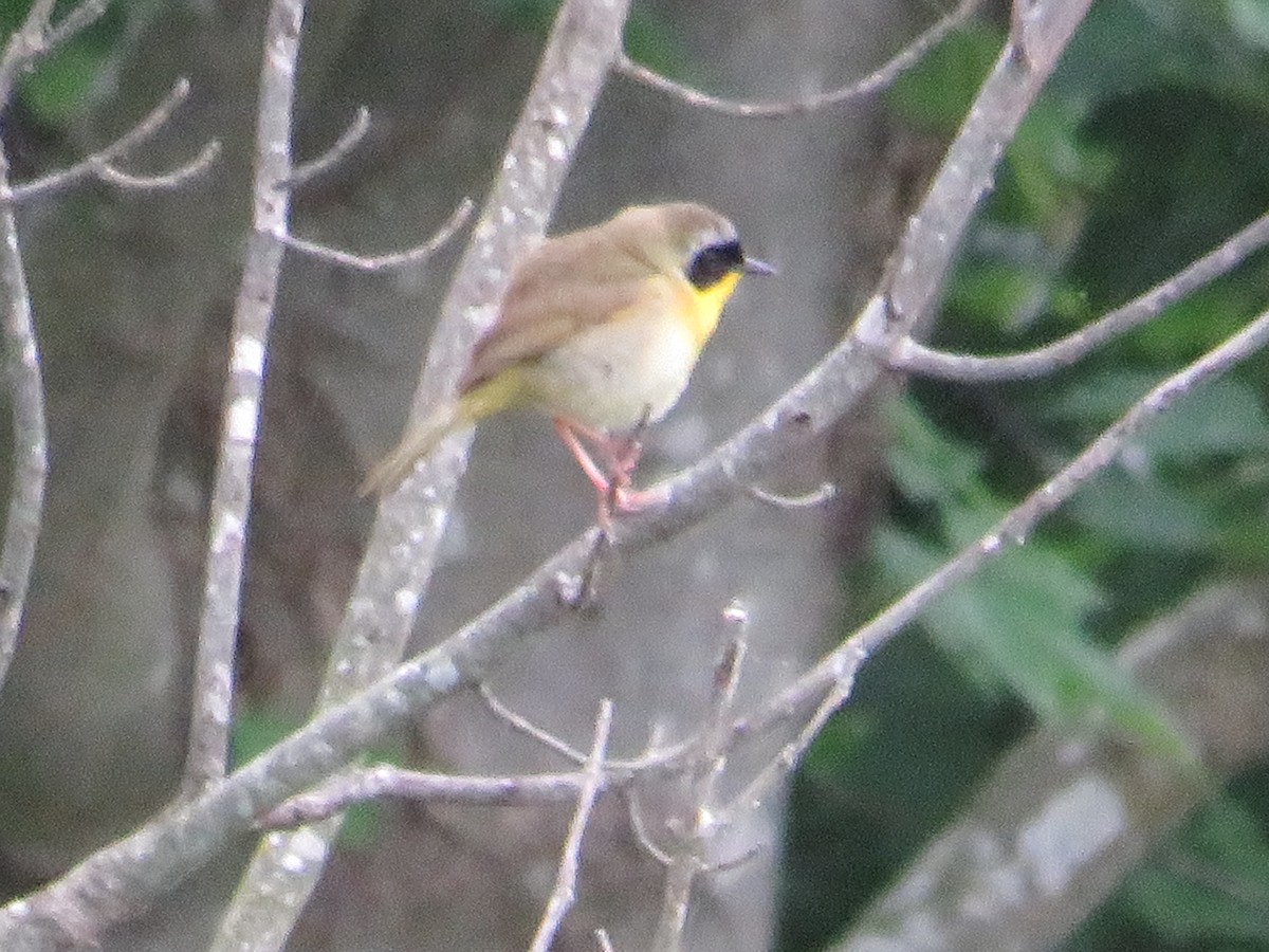 Common Yellowthroat - ML618784840