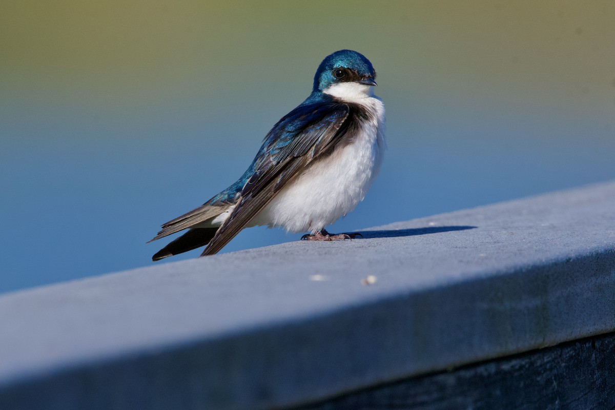 Tree Swallow - Robert King