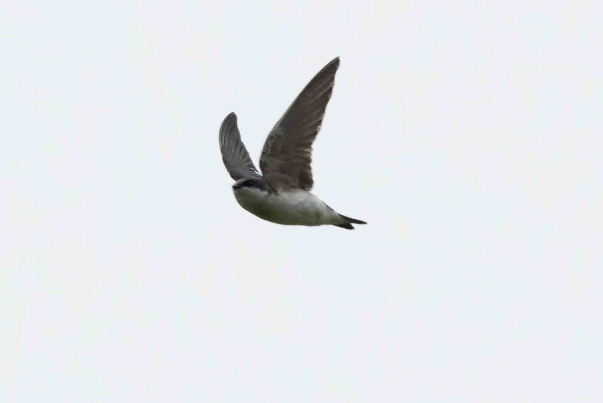 Tree Swallow - Ann Van Sant