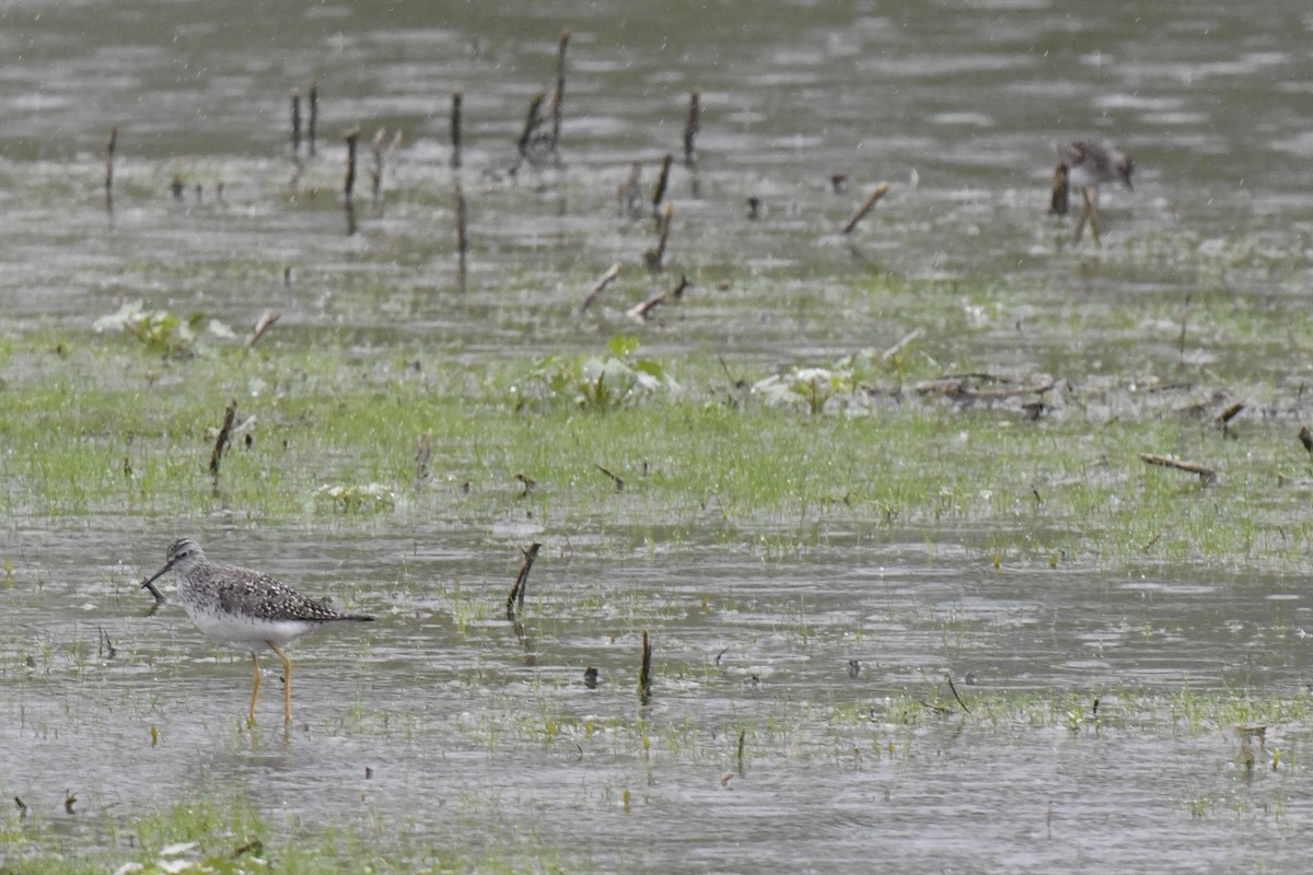 Lesser Yellowlegs - Kazumi Ohira