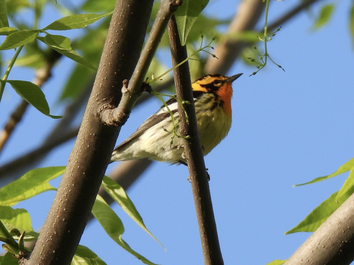 Blackburnian Warbler - Jana Singletary