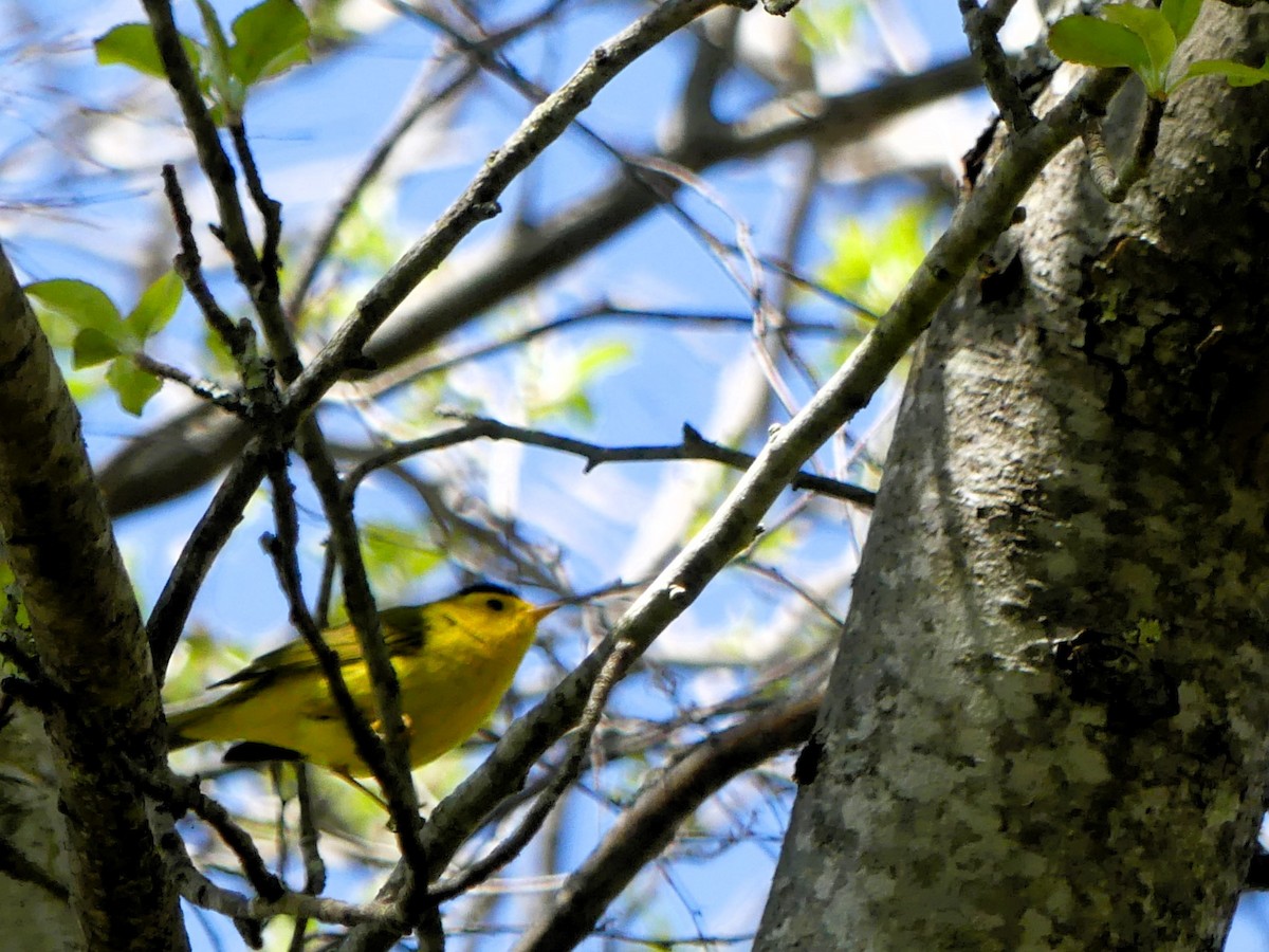 Wilson's Warbler - ML618784885