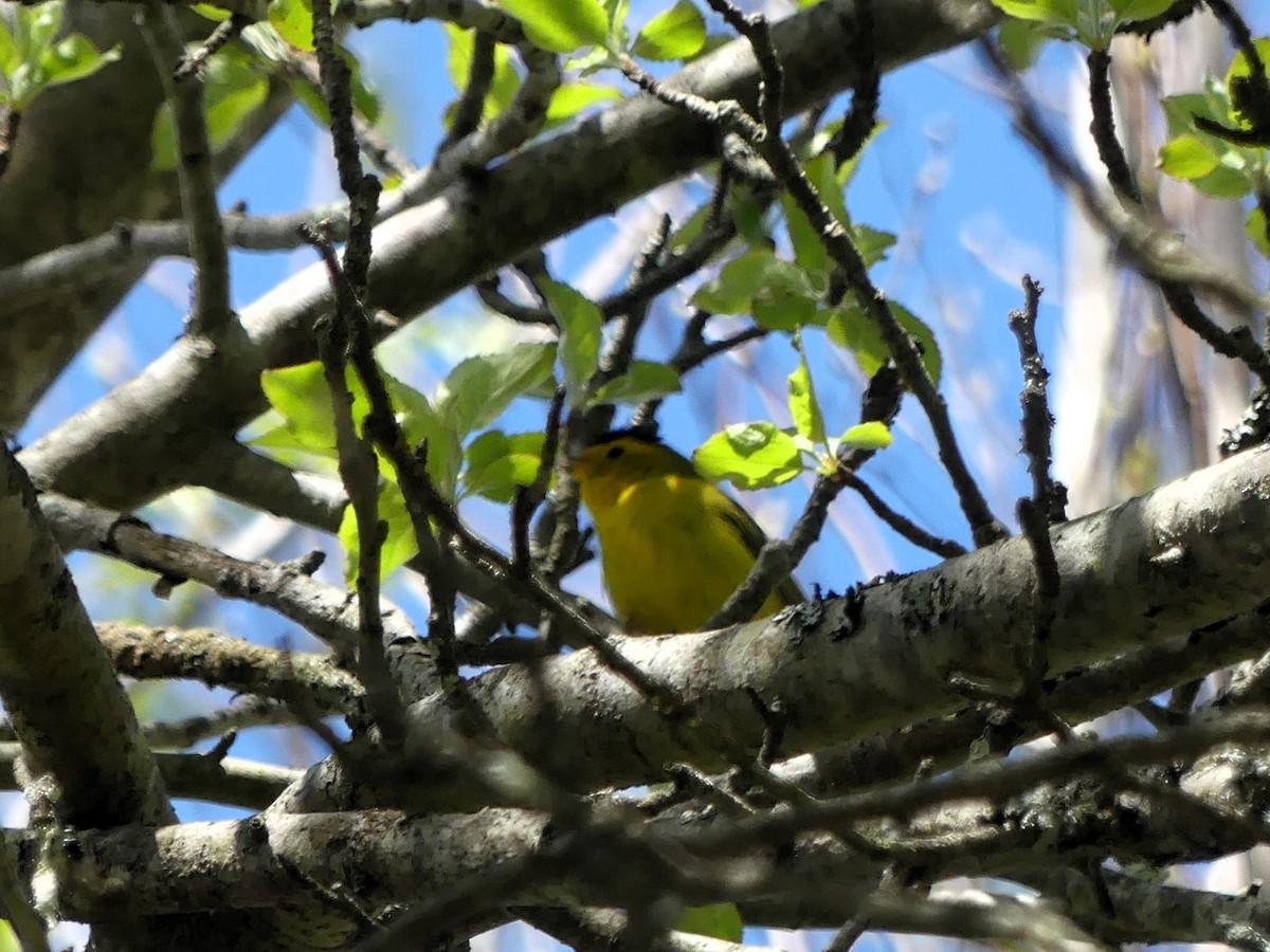 Wilson's Warbler - ML618784886