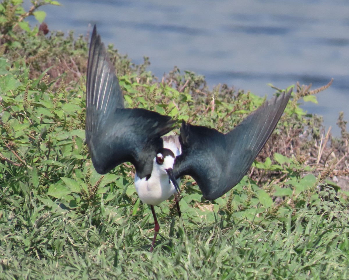 Black-necked Stilt - Laurie Witkin