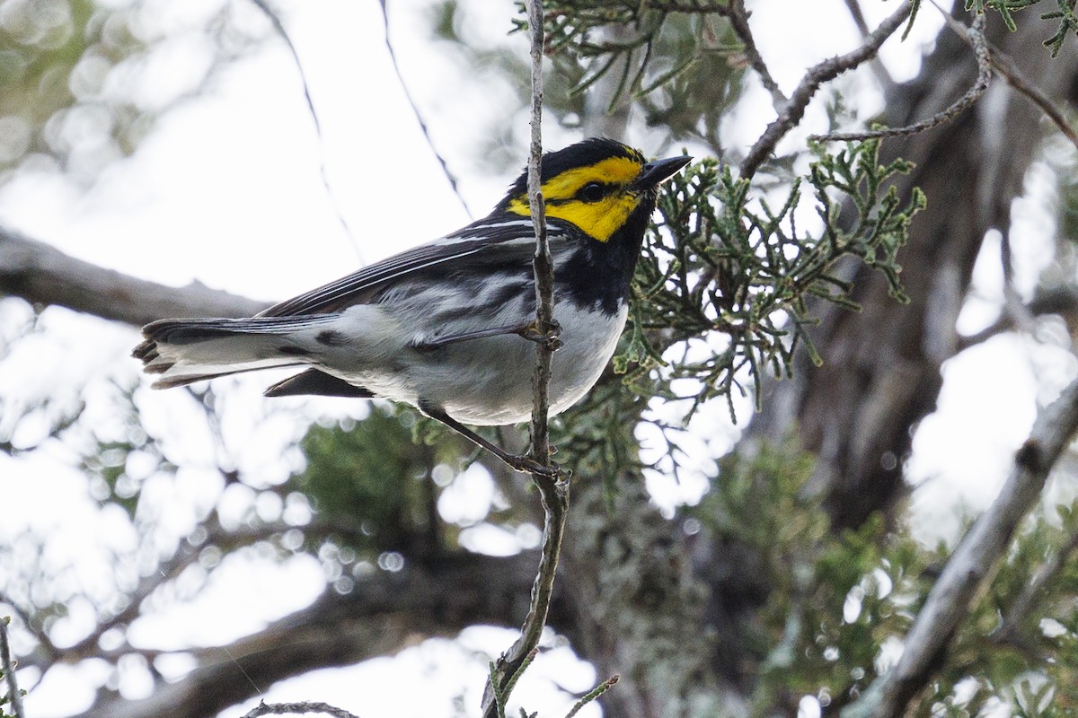 Golden-cheeked Warbler - ML618784916