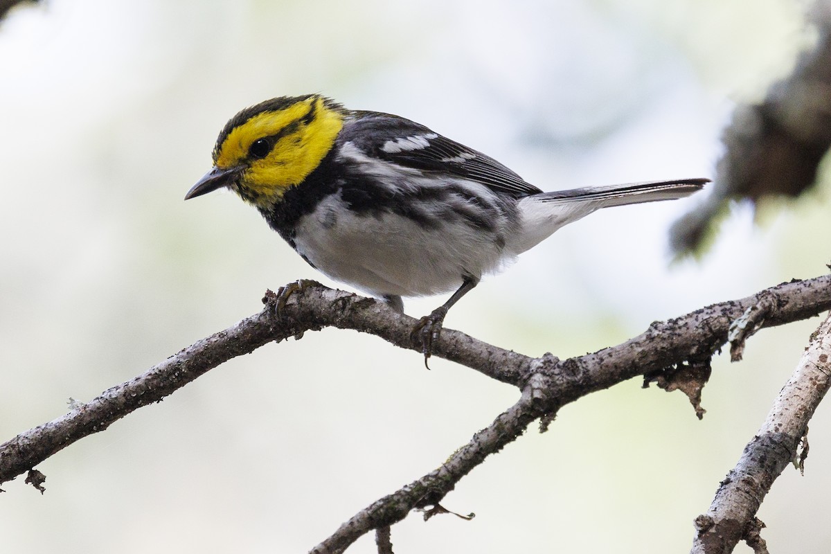 Golden-cheeked Warbler - ML618784917