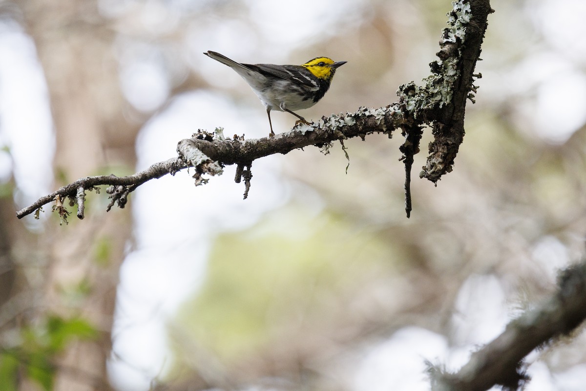 Golden-cheeked Warbler - Tommy Quarles