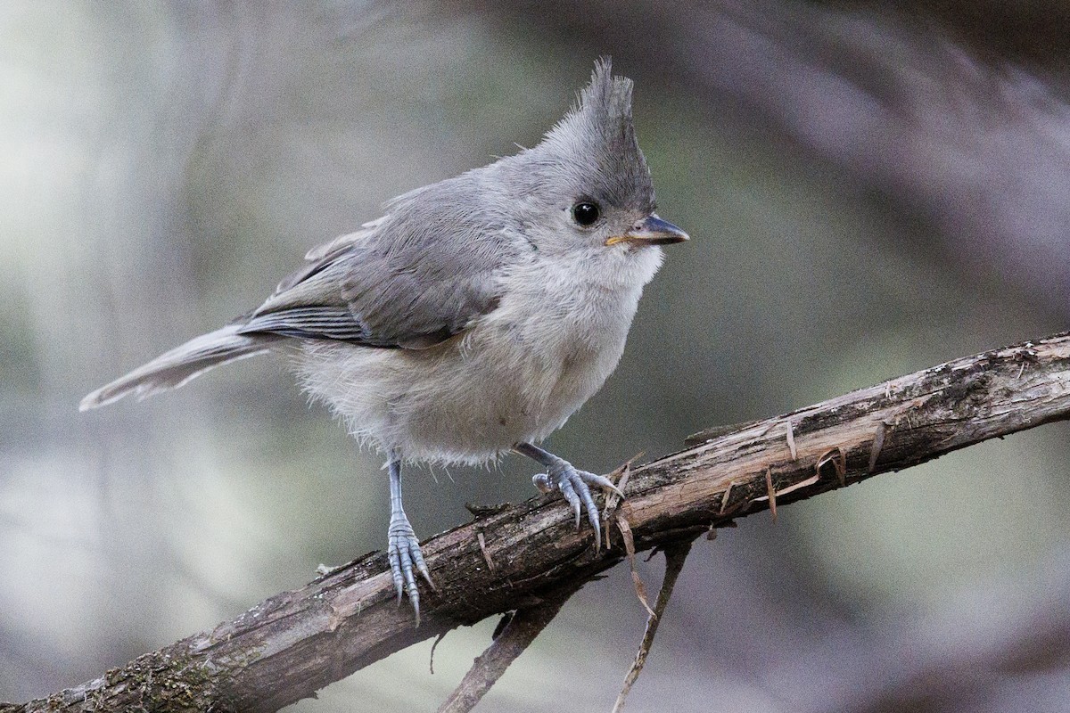 Black-crested Titmouse - Tommy Quarles