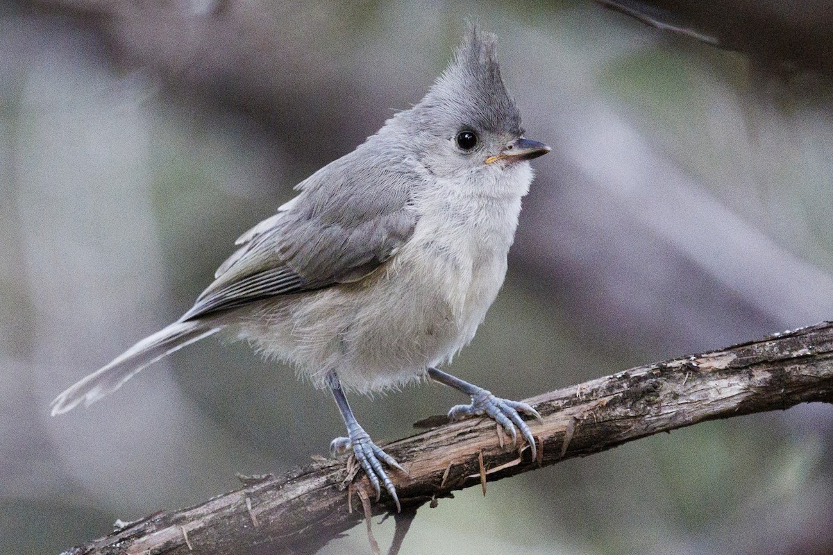 Black-crested Titmouse - ML618784923