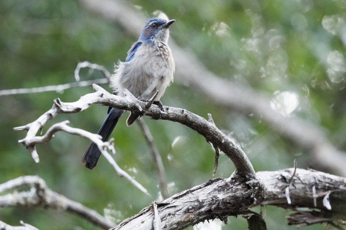 Woodhouse's Scrub-Jay - ML618784932