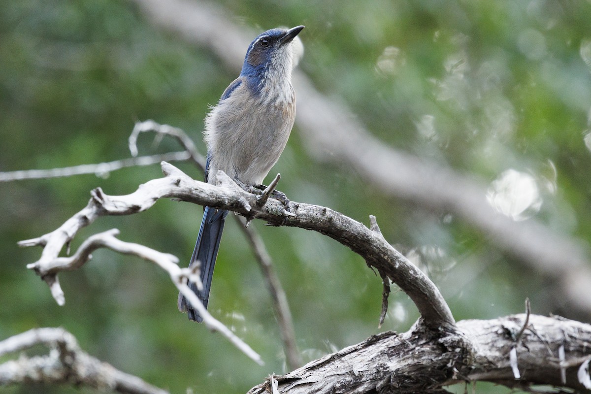 Woodhouse's Scrub-Jay - ML618784933