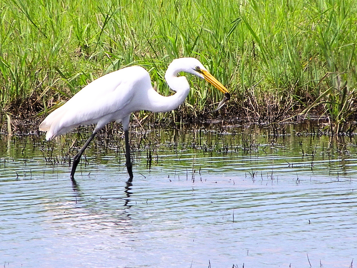 Great Egret - Khloe Campbell