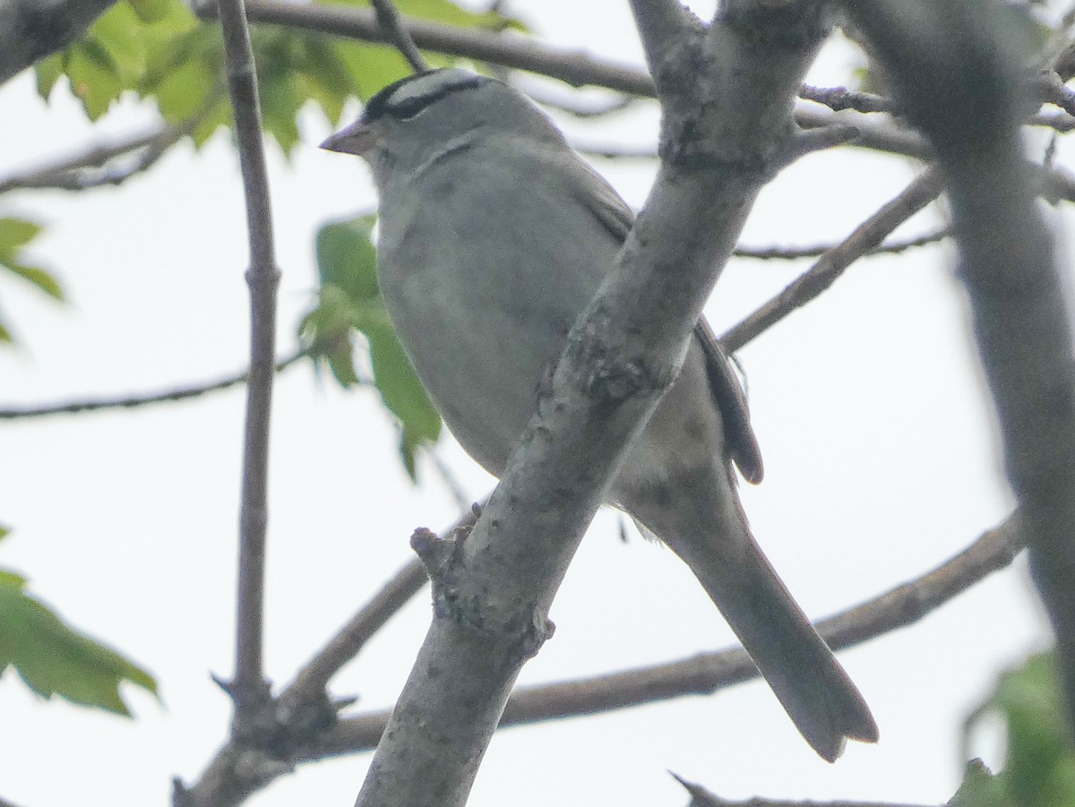 White-crowned Sparrow - Ann Larson
