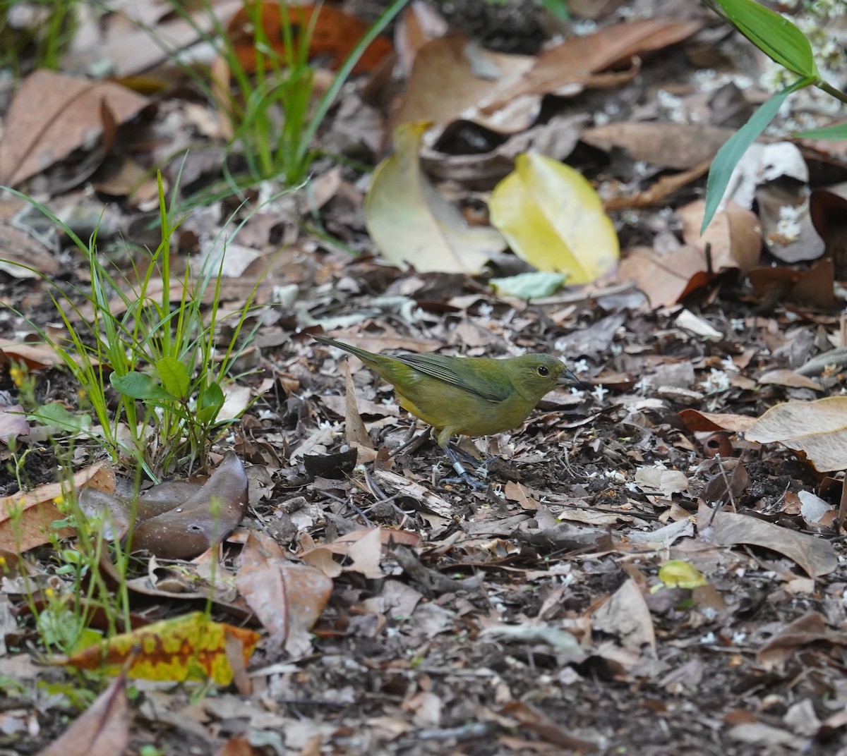 Painted Bunting - ML618785007